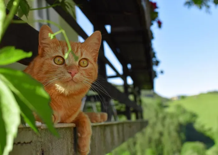 شقة Sattelhof Türnitz